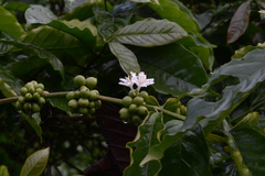Coffea robusta